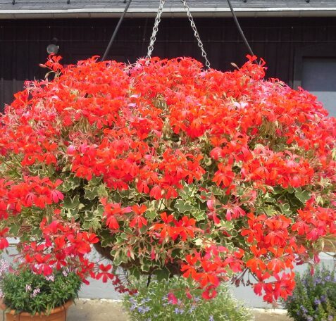 Nokarenā raiblapu pelargonija ''Evka'' (pieejams no jūnija)